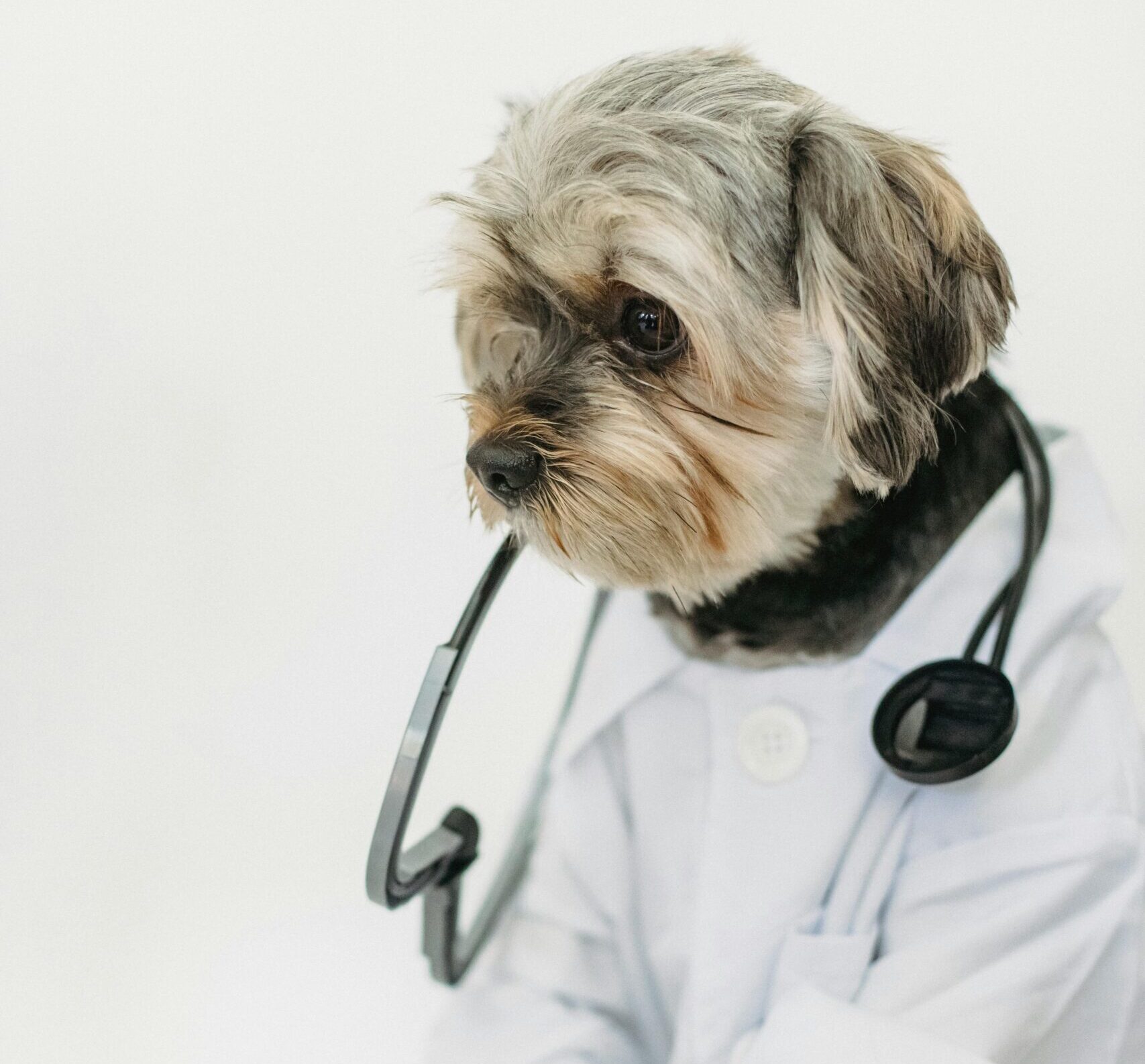 Sygeforsikring til hunde: Din komplette guide som ny hundeejer